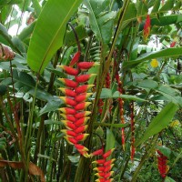 Heliconia rostrata Ruiz & Pav.